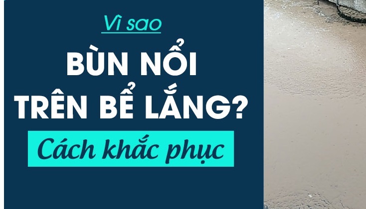 NGUYÊN NHÂN BÙN NỔI TRÊN BỂ LẮNG